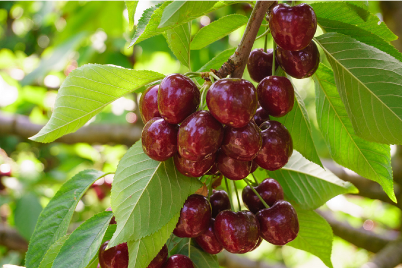 Suppliers agree that, barring anything foreseen, there should be plenty of cherries this summer.