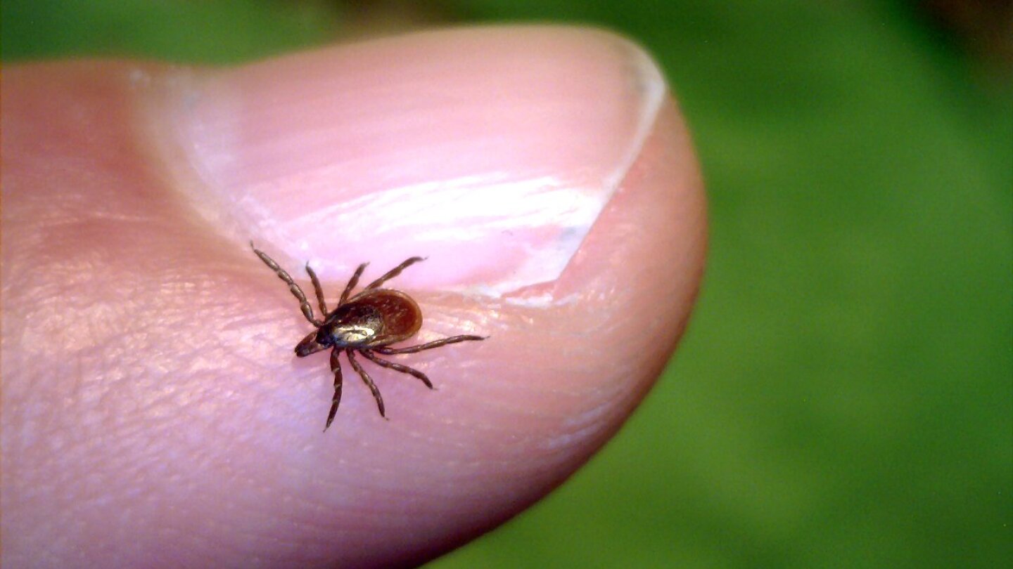 Tick Safety Guide: Preventing Alpha-Gal Syndrome and Lyme Disease