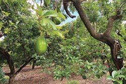 Southern Florida growers are expected to harvest 900,000 bushels of avocados during the current season, which lasts from March to the following April. Florida’s crop is “thumbs up so far,” says Mary Ostlund, director of marketing for Brooks Tropicals Inc.