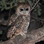 Spotted Owl.jpg