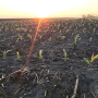 Traders said that the recent sell-off may have sparked some buying interest from importers that had viewed U.S. corn as too expensive when compared to supplies from other countries.
