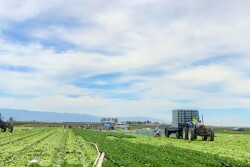  Harvest day in the Salinas Valley. 