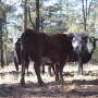 New Mexico Feral Cattle 
