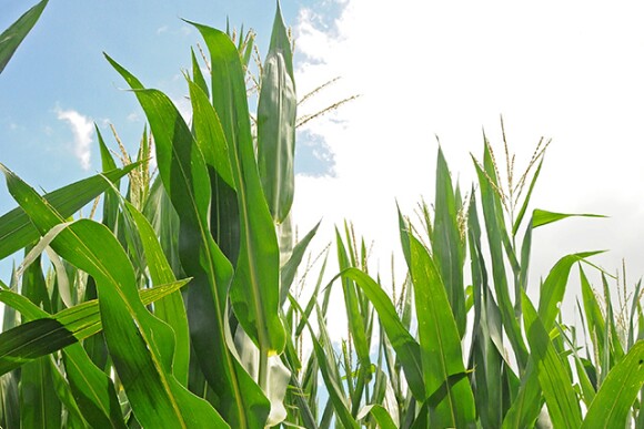 Corn-Sky-Lindsey-Benne.jpg