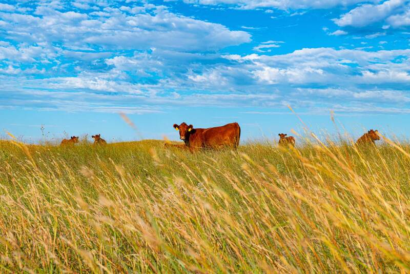 Nebraska Sandhills