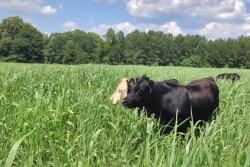 grassfed2