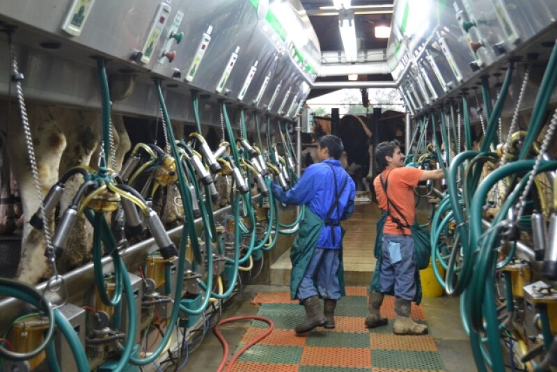 DT_Dairy_Parlor_Milkers