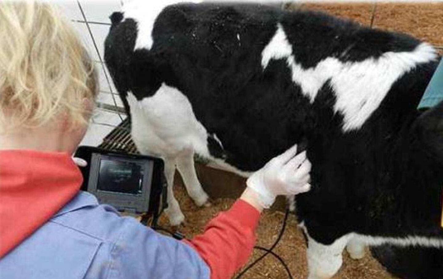 How helpful would it be to look inside live calves to inspect their lung condition? That’s now possible with the same ultrasound technology veterinarians use to diagnose pregnancies. 