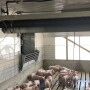 Pigs under tube heaters in a barn.