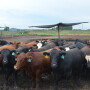 Higher cash cattle prices lifted feedyard margins out of the red.