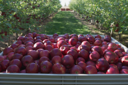 A container of loose, red Cosmic Crisp apples are in the foreground, with a row of trees of the left and right sides in the background.