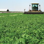 D11039a LB