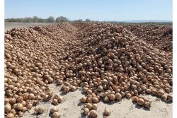 Many growers have found themselves with huge volumes of onions on hand with few ways to move them after the sudden loss of foodservice business due to COVID-19-related restrictions.