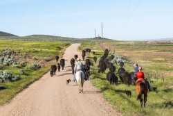 Two families are honored with the American Angus Association Century Award.