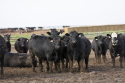 Feedyard margins declined last week.