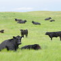 Are you a livestock photographer enthusiast? Submit your best cow pictures in our contest!