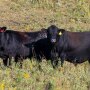 Angus bull and cow