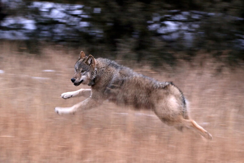 CPW_Wolf_photo.jpg