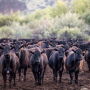 Morgan Ranches