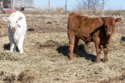 Calves BCI.jpg