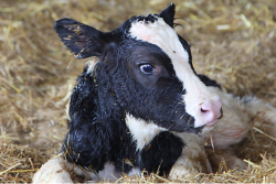The state must "adopt rules and regulations concerning the confinement, care and treatment of breeding pigs and calves raised for veal," according to legislation signed into law by Governor Phil Murphy on Wednesday.