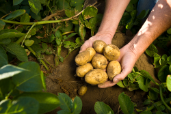 The restaurant shutdown due to COVID19 has thus plugged the major consumption channel for potatoes.