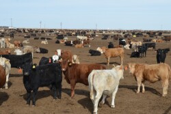 BT_Feedlot_Cattle
