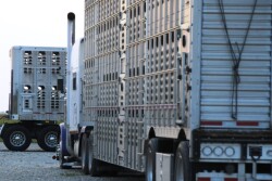 "There's no cure for any of it [HPAI, FMD and ASF]," Bacus says. "The best thing we could hope to do is track and vaccinate our way out of it."