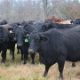 Older_Beef_Cows