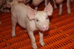 Nursery Pigs