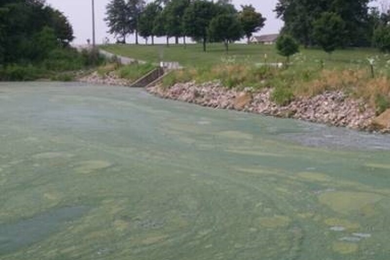 Mostly likely spurred by nitrogen and phosphorus runoff, rainfall and hot temperatures, blue-green algae, naturally present in most pasture water sources, can enter a rapid growth phase and produce toxins that can cause organ damage and death in livestock and humans.