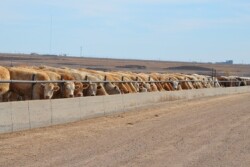 BT_Rotator_Feedlot_Bunk_7