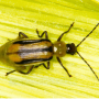 Rootworm