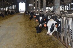 DT_Dairy_Feedline_Cows