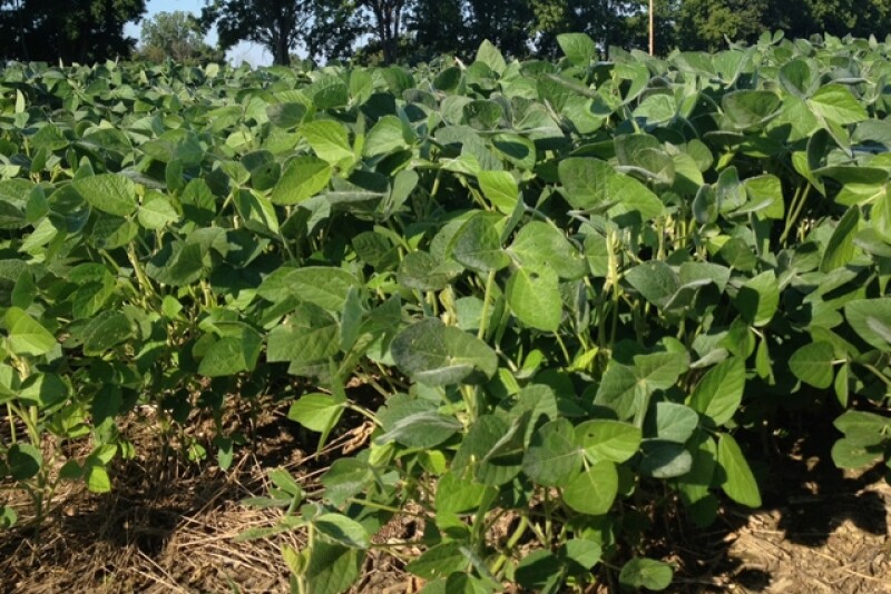 soybeans