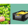 ifco banana