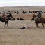BIF announces Guidelines for Uniform Beef Improvement Programs