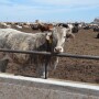 BT_Mexican_Steer
