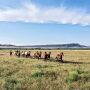 Quarter Horses