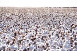 BASF has received key import approvals for Axant Flex Herbicide Tolerance Technology and Axant Flex TwinLink Plus Insect Control Technologies.