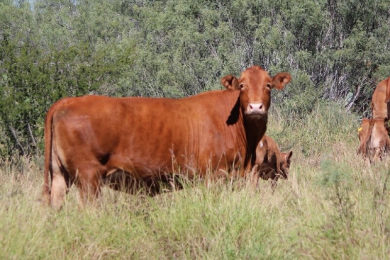 BT_South_Texas_Cow