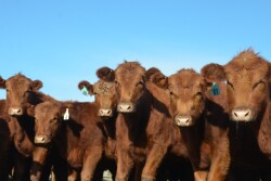 BT Red Angus Replacement Heifers