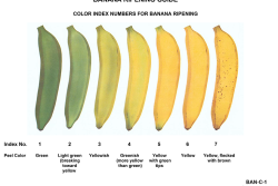 A graphic with seven bananas arranged horizontally, each progressively going from shades of green to yellow with brown spots, showing the ripeness of each stage.