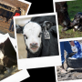 2022 Beef Production Favorite Stories