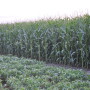 For every one corn hybrid or soybean variety that hits the market, 9,999 were rejected.