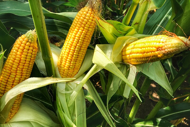 corn_crop_-_Crop_Tour_0.jpg