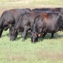 Nebraska_Cows_Grazing