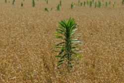 Do you have proactive plans to control marestail starting in the fall?