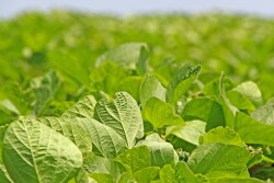 soy