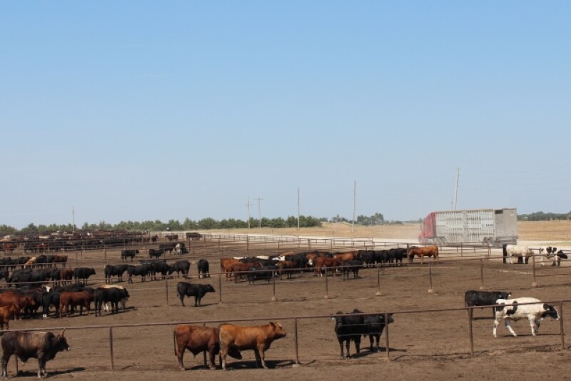 BT_Feedlot_Semi_Trailer
